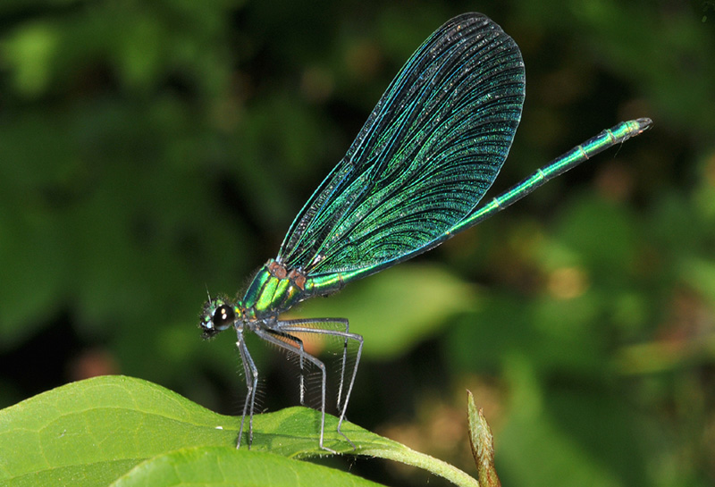 Calopteryx virgo, maschio